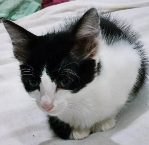 Gato ra a SRD-ViraLata idade 2 a 6 meses nome LEDA FRAJOLA