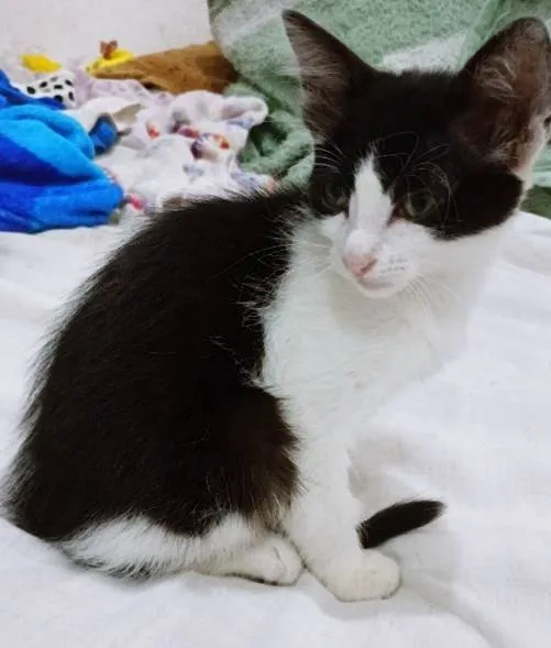 Gato ra a SRD-ViraLata idade 2 a 6 meses nome LEDA FRAJOLA
