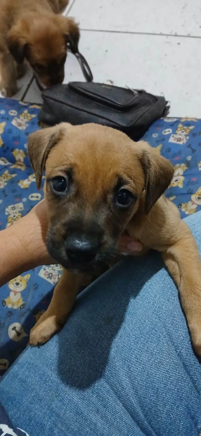 Cachorro ra a SRD-ViraLata idade Abaixo de 2 meses nome Fêmeas filhotes 