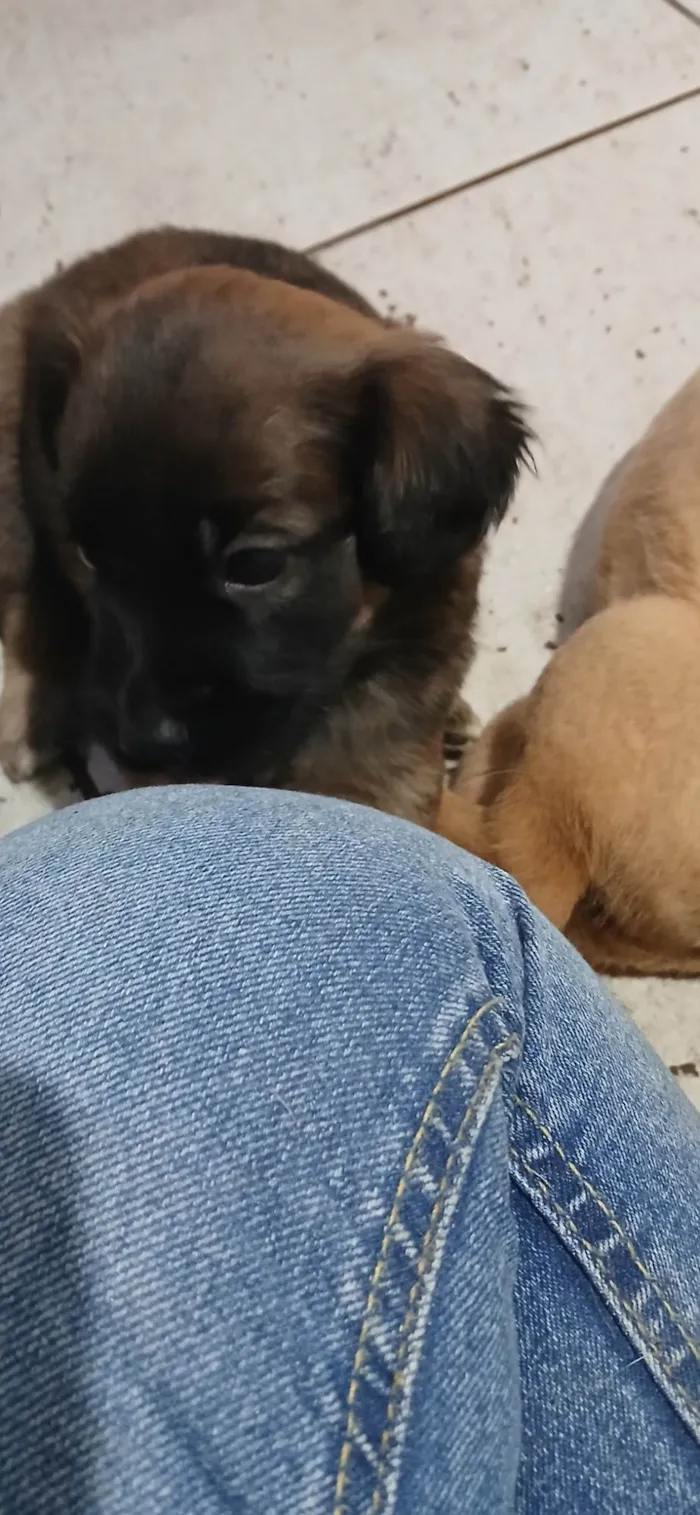 Cachorro ra a SRD-ViraLata idade Abaixo de 2 meses nome Fêmeas filhotes 