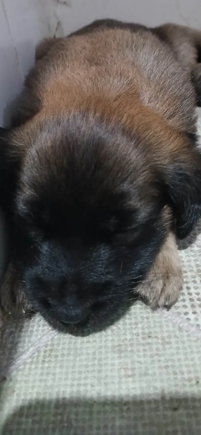 Cachorro ra a SRD-ViraLata idade Abaixo de 2 meses nome Fêmeas filhotes 