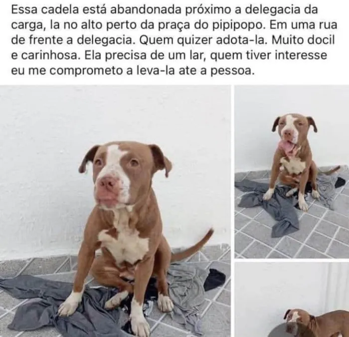Cachorro ra a Pit-Bull idade 2 anos nome Aika
