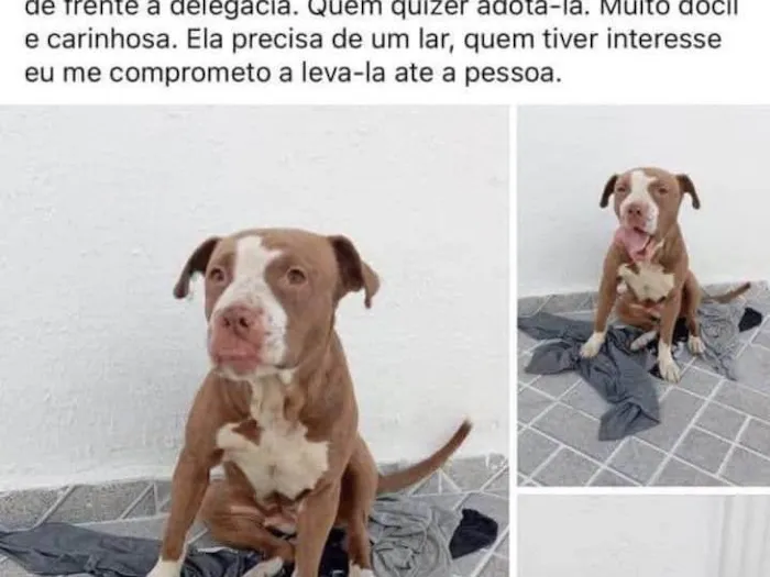 Cachorro ra a Pit-Bull idade 2 anos nome Aika