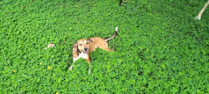 Cachorro ra a SRD-ViraLata idade 3 anos nome Pitoco