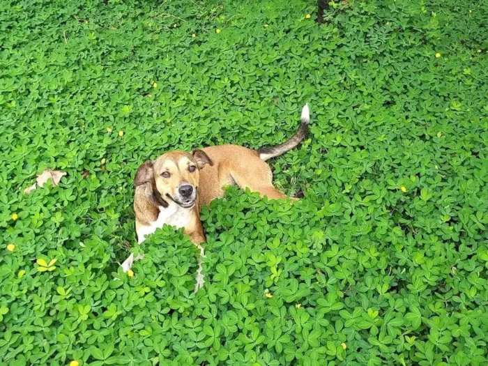 Cachorro ra a SRD-ViraLata idade 3 anos nome Pitoco