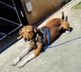 Pitoco