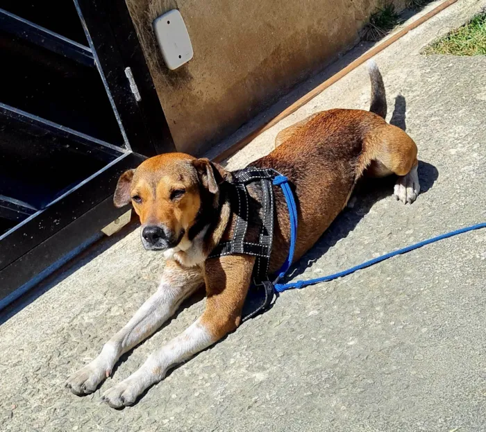 Cachorro ra a SRD-ViraLata idade 3 anos nome Pitoco