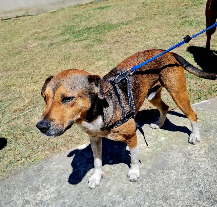 Cachorro ra a SRD-ViraLata idade 3 anos nome Pitoco