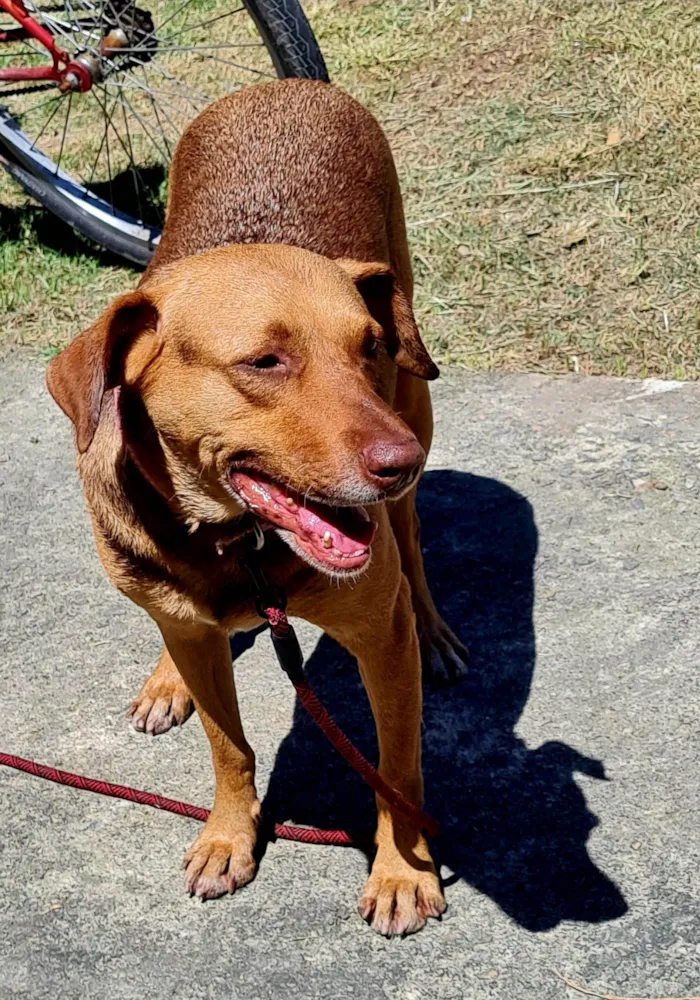 Cachorro ra a SRD-ViraLata idade 3 anos nome Guduco