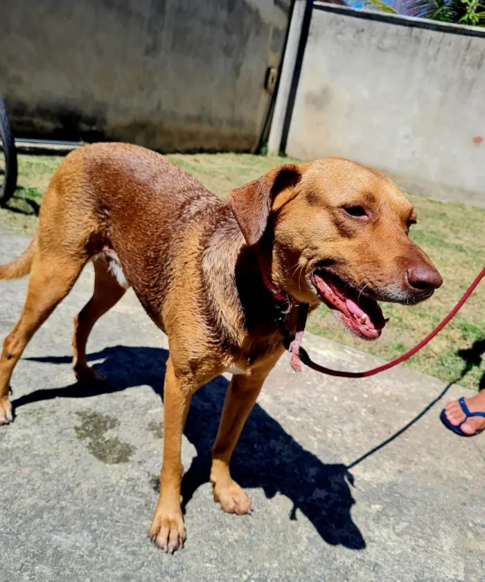 Cachorro ra a SRD-ViraLata idade 3 anos nome Guduco
