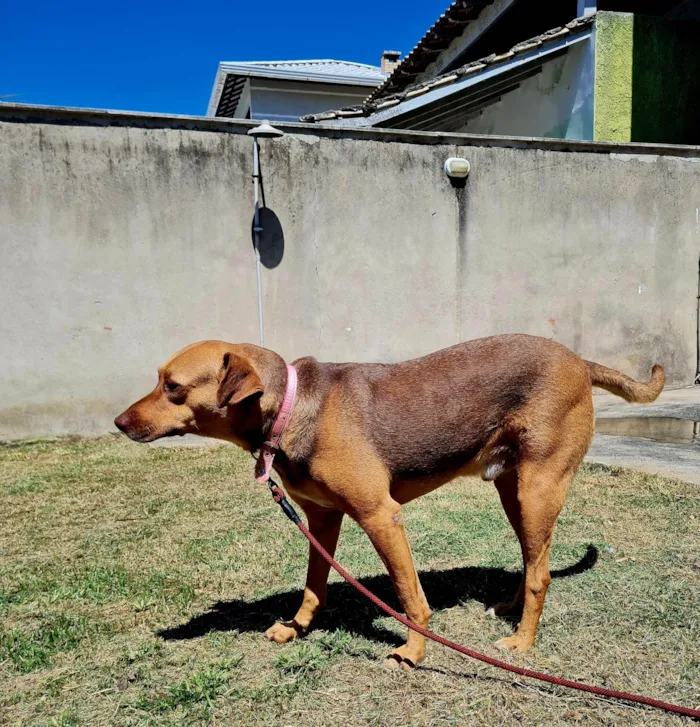 Cachorro ra a SRD-ViraLata idade 3 anos nome Guduco