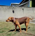 Guduco