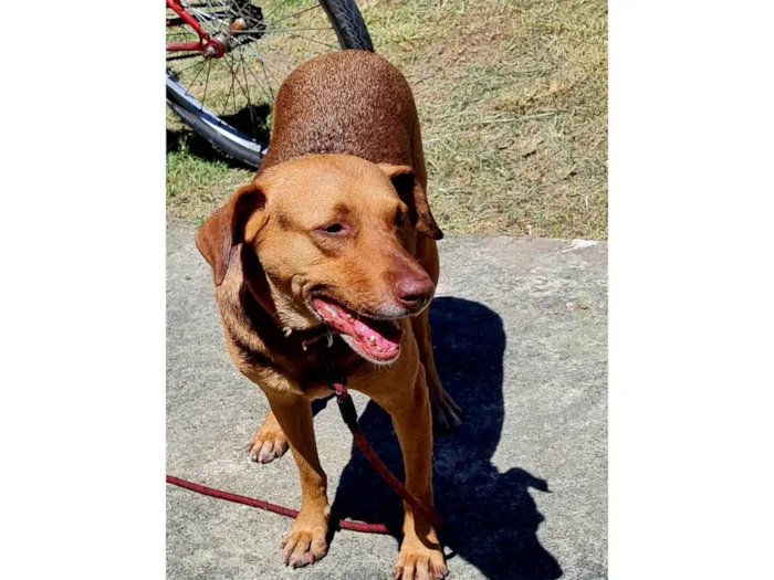 Cachorro ra a SRD-ViraLata idade 3 anos nome Guduco