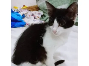 Gato raça SRD-ViraLata idade 2 a 6 meses nome LEDA FRAJOLA