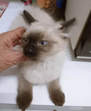 Gato raça SRD-ViraLata idade 2 a 6 meses nome MILO SIAMÊS