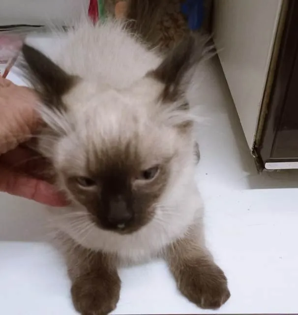 Gato ra a SRD-ViraLata idade 2 a 6 meses nome MILO SIAMÊS