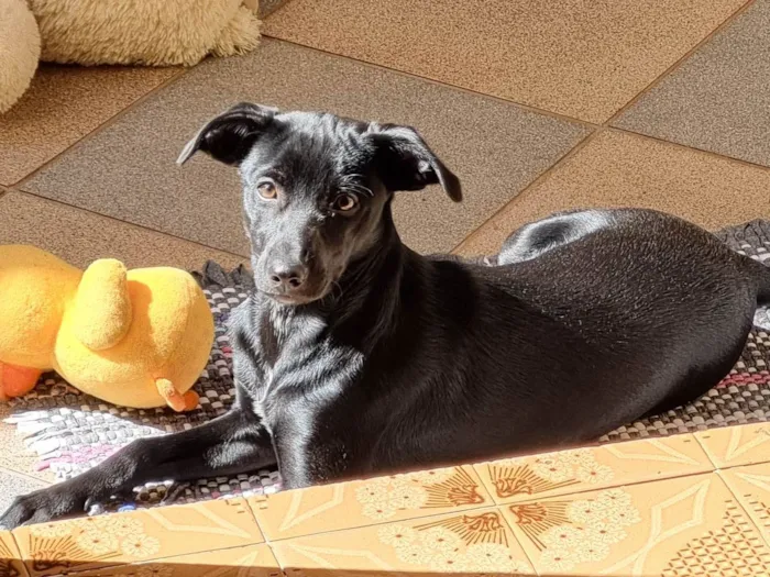 Cachorro ra a SRD-ViraLata idade 7 a 11 meses nome Lua