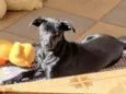 Lua