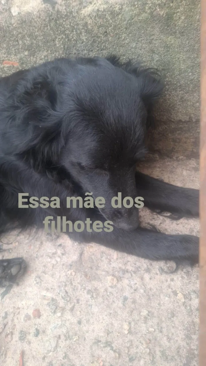 Cachorro ra a SRD-ViraLata idade 2 a 6 meses nome Doações 