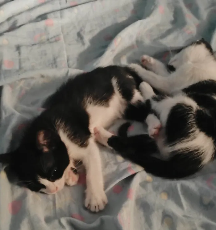 Gato ra a SRD-ViraLata idade 2 a 6 meses nome Mel e bel