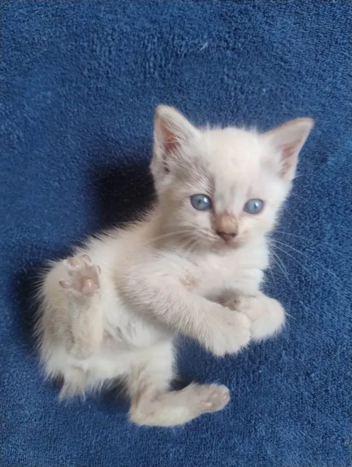 Gato ra a SRD-ViraLata idade Abaixo de 2 meses nome Filhotinhos
