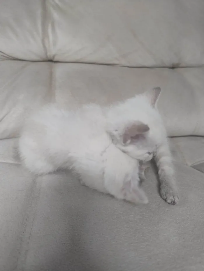 Gato ra a SRD-ViraLata idade Abaixo de 2 meses nome Filhotinhos