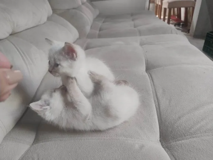 Gato ra a SRD-ViraLata idade Abaixo de 2 meses nome Filhotinhos