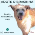 Brasinha