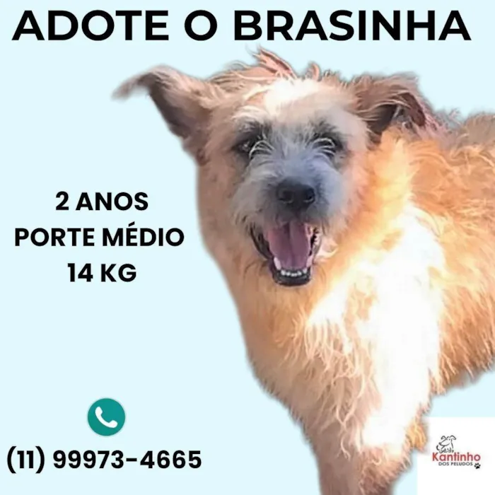 Cachorro ra a SRD-ViraLata idade 2 anos nome Brasinha