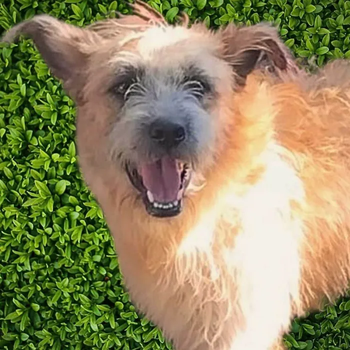 Cachorro ra a SRD-ViraLata idade 2 anos nome Brasinha
