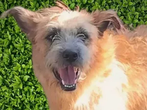 Cachorro raça SRD-ViraLata idade 2 anos nome Brasinha