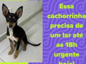 Cachorro raça SRD-ViraLata idade 2 a 6 meses nome Belinha 