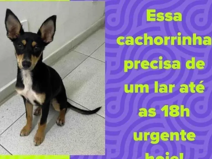 Cachorro ra a SRD-ViraLata idade 2 a 6 meses nome Belinha 