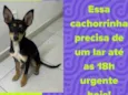 Belinha