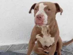Cachorro raça Pit-Bull idade 2 anos nome Aika