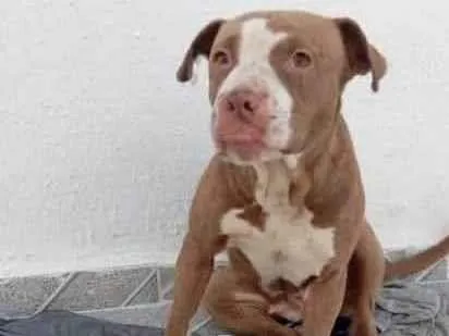 Cachorro ra a Pit-Bull idade 2 anos nome Aika