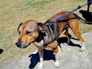 Cachorro raça SRD-ViraLata idade 3 anos nome Pitoco