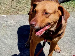 Cachorro raça SRD-ViraLata idade 3 anos nome Guduco