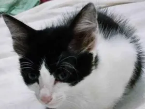 Gato raça SRD-ViraLata idade 2 a 6 meses nome LEDA FRAJOLA