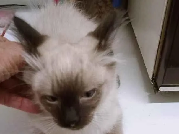 Gato ra a SRD-ViraLata idade 2 a 6 meses nome MILO SIAMÊS