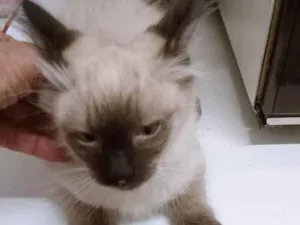 Gato raça SRD-ViraLata idade 2 a 6 meses nome MILO SIAMÊS