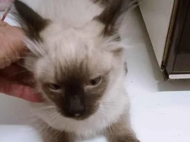 Gato ra a SRD-ViraLata idade 2 a 6 meses nome MILO SIAMÊS