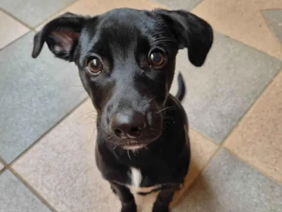 Cachorro raça SRD-ViraLata idade 7 a 11 meses nome Lua