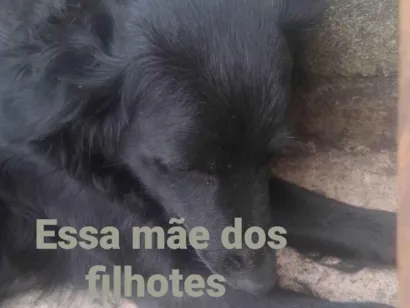 Cachorro raça SRD-ViraLata idade 2 a 6 meses nome Doações 