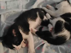 Gato raça SRD-ViraLata idade 2 a 6 meses nome Mel e bel
