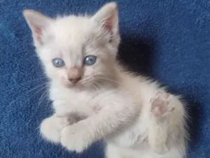 Gato raça SRD-ViraLata idade Abaixo de 2 meses nome Filhotinhos
