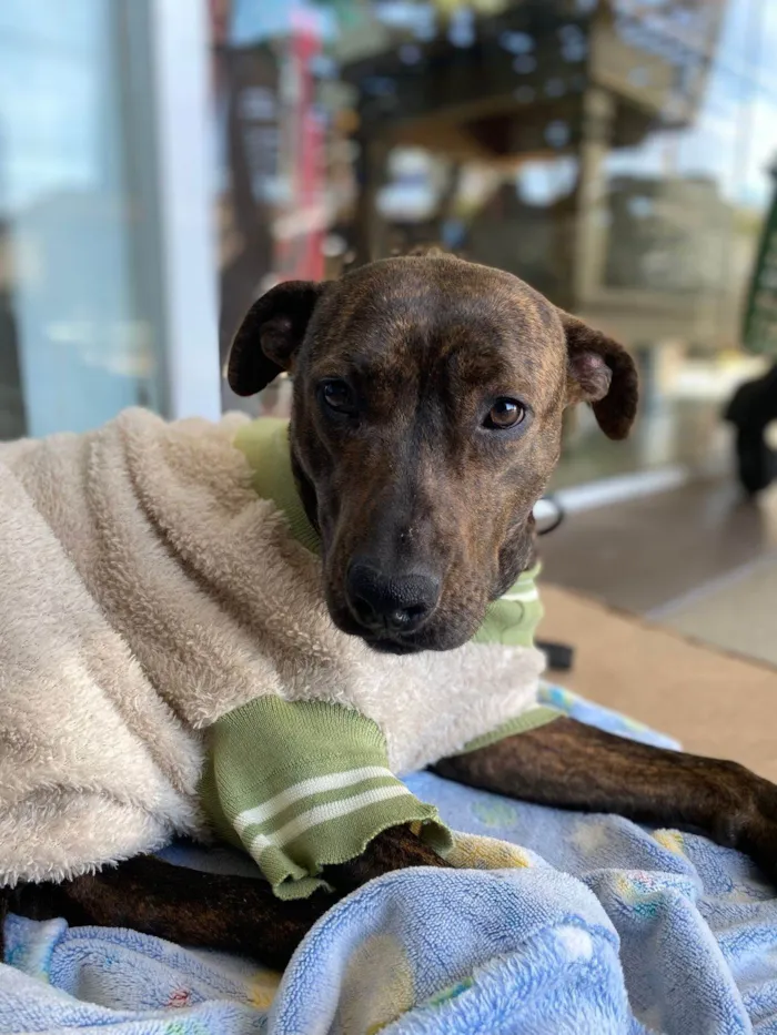 Cachorro ra a SRD-ViraLata idade 4 anos nome PITTY