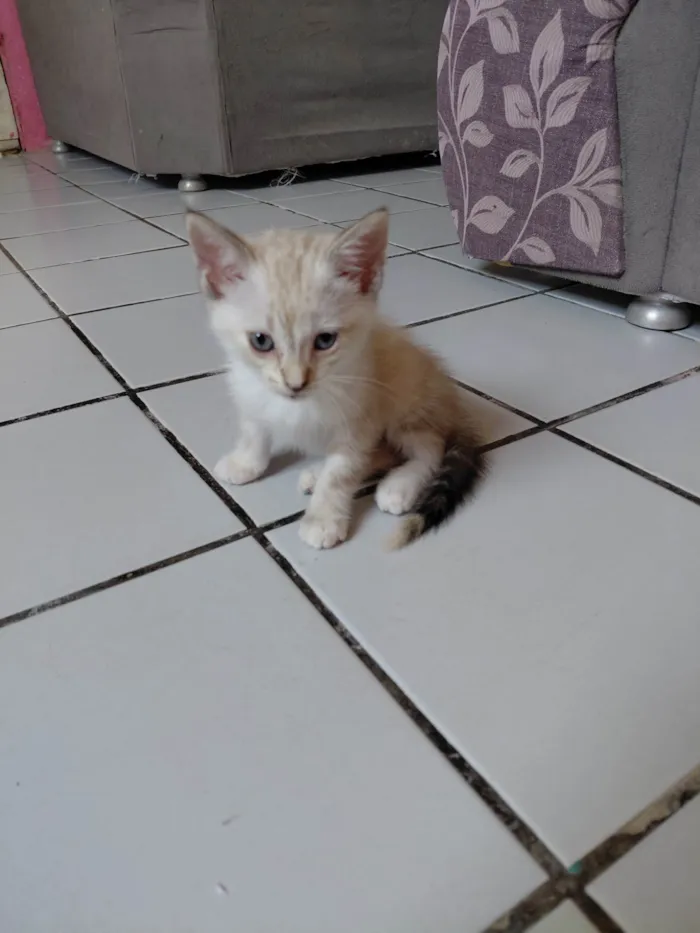 Gato ra a Siamês idade 2 a 6 meses nome MEL