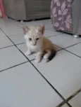 MEL
