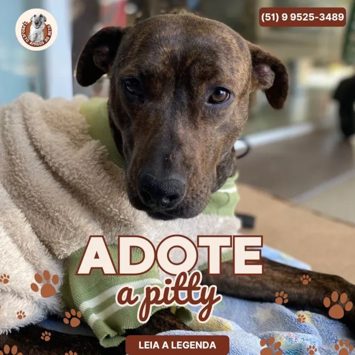 Cachorro ra a SRD-ViraLata idade 2 anos nome Pitty